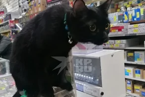 Мосю нашли: в Екатеринбурге вернули кота, который был талисманом автомагазина