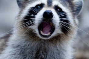 20 случаев, когда природа пугает свои творения и создаёт забавные моменты