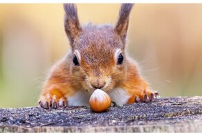 Белка сделала выбор не в пользу орехов