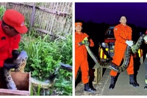 В Бразилии пожарные поймали во дворе дома анаконду