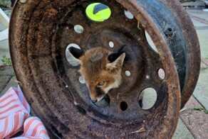 Любопытный лисёнок застрял головой в колесе