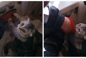 Кошечка Миа устроила небольшую драму решив, что пора завершить отопительный сезон