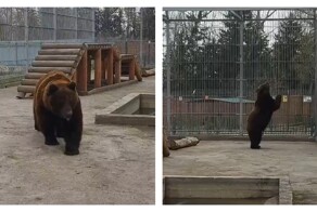 Медведь гонялся за голубем в зоопарке