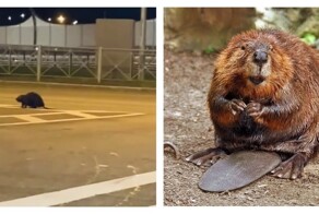 Бобр переходит дорогу в Санкт-Петербурге