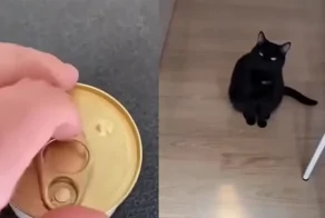 Кот телепортировался на кухню