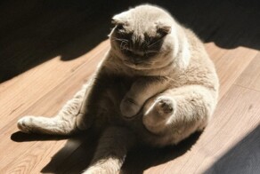 Упитанный кот выбрал не лучшее место для отдыха