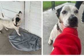 Преданная собака целый месяц ждала хозяев, которые бросили её