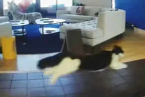 Забавная реакция питомцев на медведя