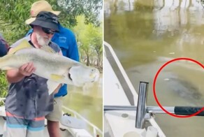 В Австралии совет экскурсовода спас рыбака от атаки гигантского крокодила