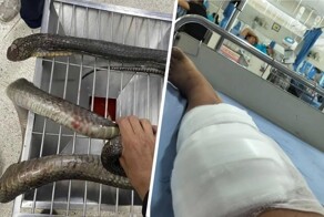 В Таиланде женщина руками поймала напавшую на неё кобру и приехала с ней в больницу