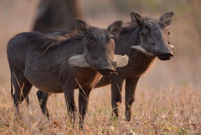 На общую тему 
