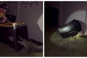 Победить аллигатора можно мусорным баком, выяснили во Флориде