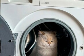 Не ищите здесь смысл. Здесь в основном маразм