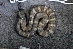 Австралийка обнаружила у кровати  смертельно опасную змею
