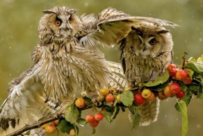 На общую тему 