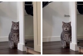 Кот хочет кушать