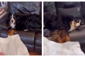 Пёс пытается не выдать себя