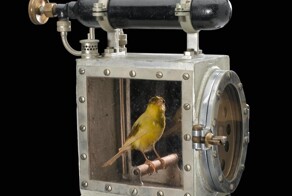 Канарейки-хранители - пернатые стражи шахтёрских территорий