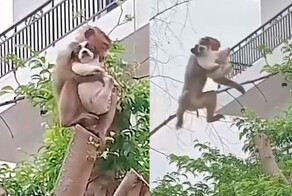 Обезьянка перепутала своего детеныша со щенком, но потом одумалась