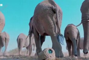 В дебрях африканской саванны даже слоновьи экскременты могут оказаться не тем, чем кажутся