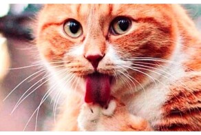 Рыжий кот сам себя развлекает