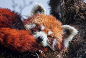 Герои под маской: 10 животных и птиц, чей необычный окрас скрывает тайны