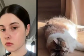 За три месяца девушка смогла заработать 500 тысяч рублей, просто публикуя ролики со своей кошкой