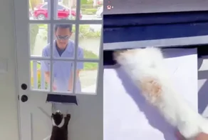«О, привет!»: хозяева сняли на видео то, как их котики встречают курьеров