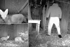 Британец установил камеру для&nbsp;слежки за&nbsp;дикими животными и случайно снял ограбление