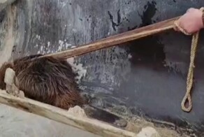 Бобра весом 25 кг пришлось вывозить на тракторе с частного участка