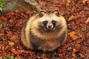 8 интересных фактов о тануки - загадочных хранителях японских лесов