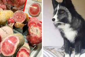 23 примера, когда природа перестала скромничать при выборе цвета для раскраски своих детей