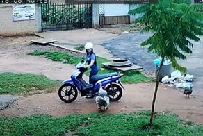 Индюк облюбовал припаркованный мотороллер, а потом "подрался" с владелицей транспорта