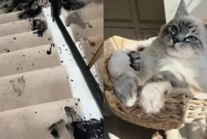 Женщина проснулась от сильного шума и заметила взгляд "преступника"