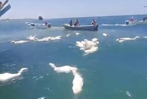 У берегов Йемена начало тонуть судно с тысячами овец на борту