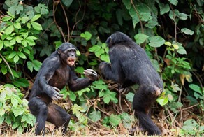 Феминизм по-бонобьи: самки шимпанзе объединяются ради власти над самцами