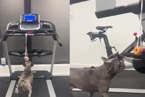 Пёс пытается добраться до пончика