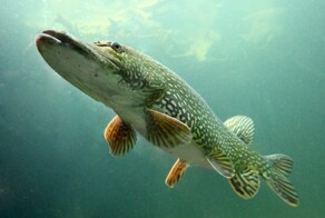 Всё вразнобой&nbsp;