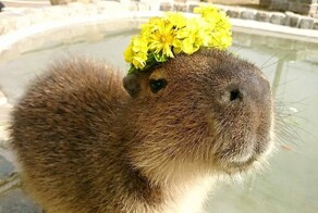 8 удивительных фактов о капибарах: как живут короли водно-болотных угодий и природные оттоманки