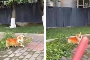 Пёс остался без добычи