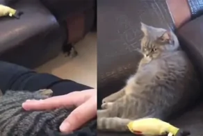 Обиженный кот