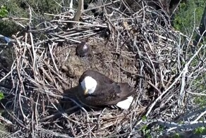 Черепаха сбежала из гнезда пернатых хищников