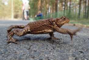 Почему весной все дороги в лягушках? Куда они мигрируют из родного болота?