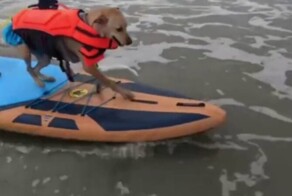 Фестиваль собак-сёрферов в США