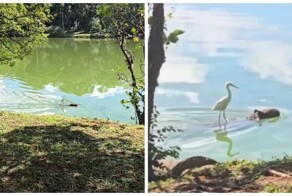 Цапля верхом на капибаре