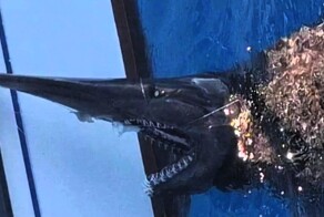 Рыболовы случайно наткнулись на редчайшую глубоководную акулу и сняли её на видео