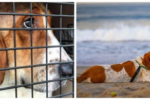 Пёс обрёл свободу после года мучений в лабораторных испытаниях