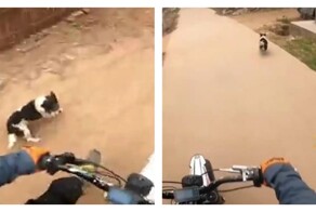 Парень пустился в погоню за псом