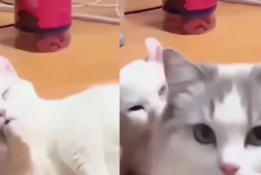 Кот-охранник
