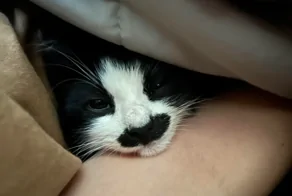 Кошачьи мудрости: 20 вдохновляющих примеров скрытых талантов, которым нас учат котики